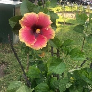 Meet your Posher, Rocio